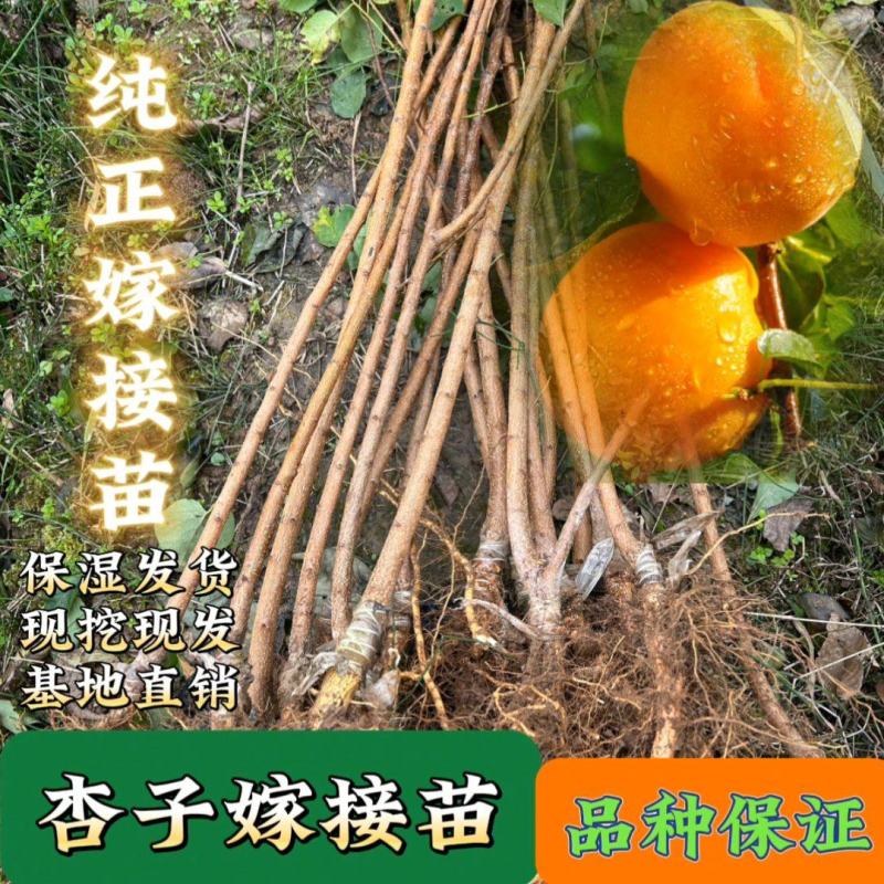 帝王杏子树苗金太阳嫁接杏子苗品种对版大小规格都有