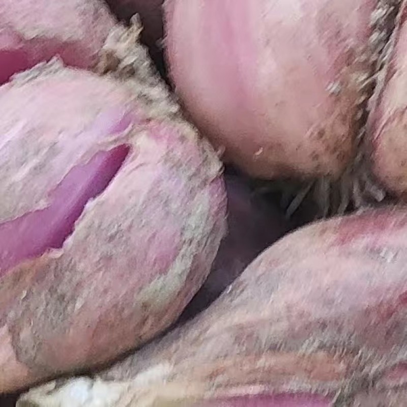 当季新品出产现货新鲜红葱广东红葱头万亩种植基产地直接供货