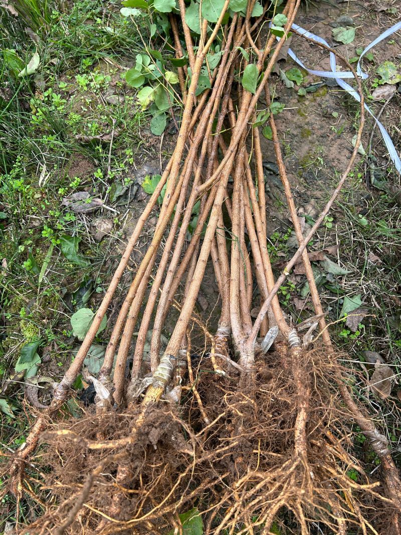 帝王杏子树苗金太阳嫁接杏子苗品种对版大小规格都有