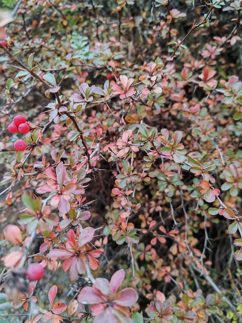 三棵针根三根刺黄莲，土黄莲