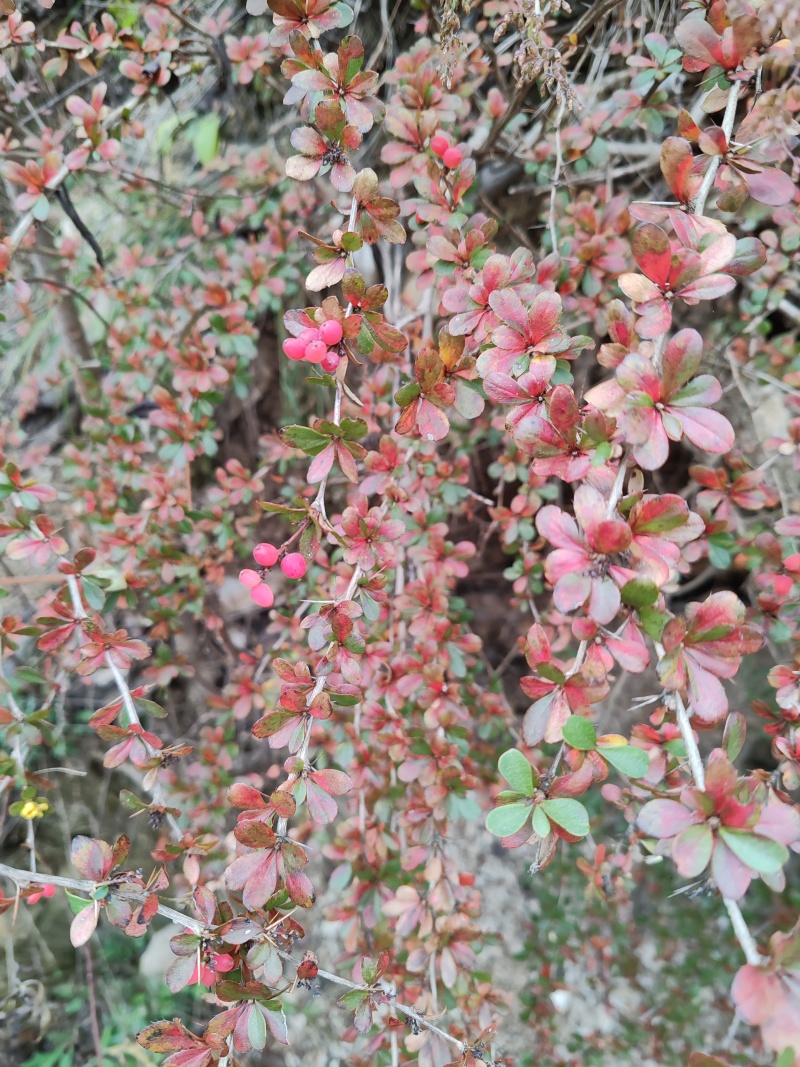 三棵针根三根刺黄莲，土黄莲