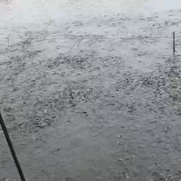 台湾泥鳅大量批发8-10cm