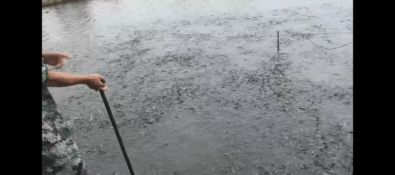 台湾泥鳅大量批发8-10cm