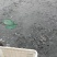 台湾泥鳅大量批发8-10cm