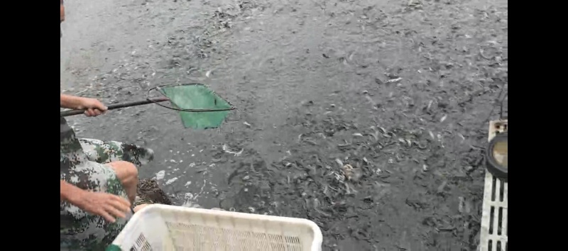 台湾泥鳅大量批发8-10cm