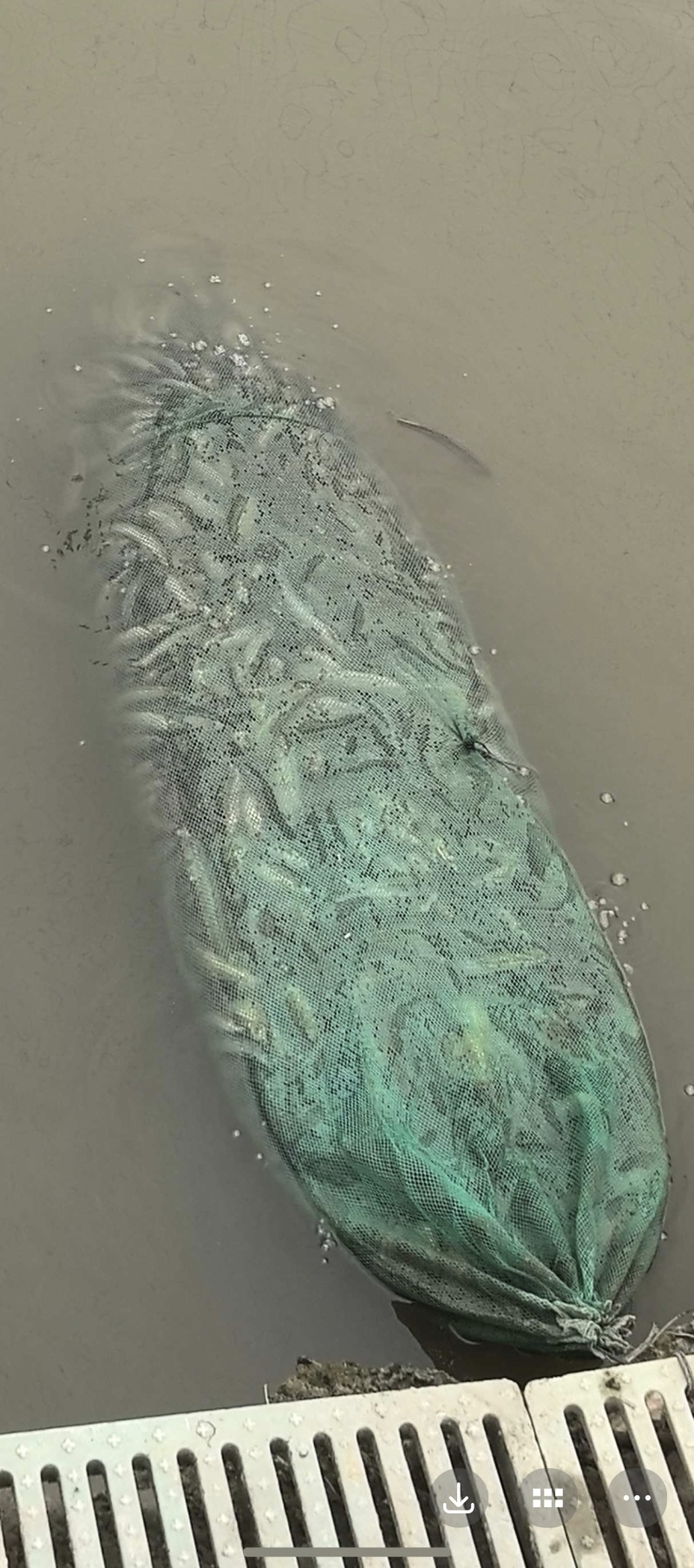 台湾泥鳅大量批发8-10cm