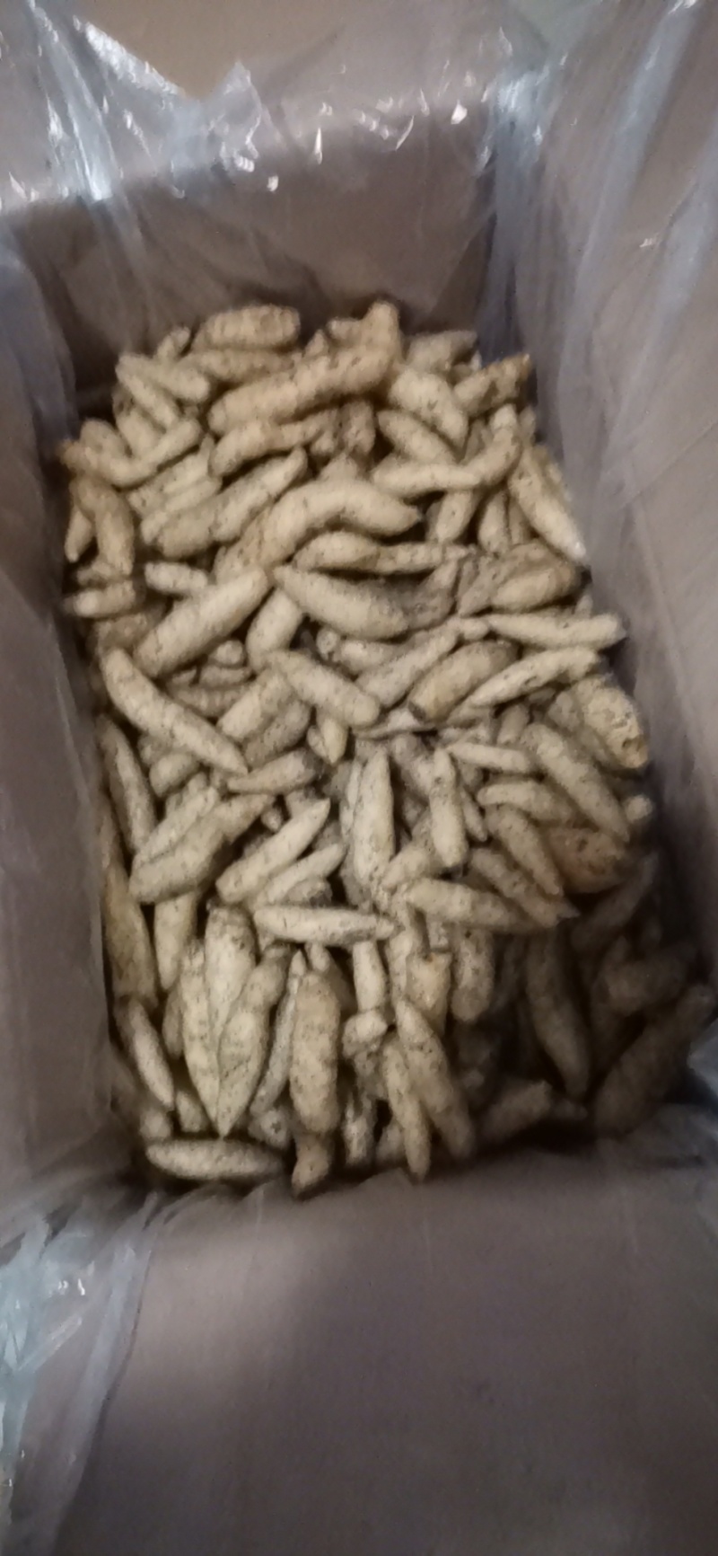 出大量出售纯野生红天麻种子！