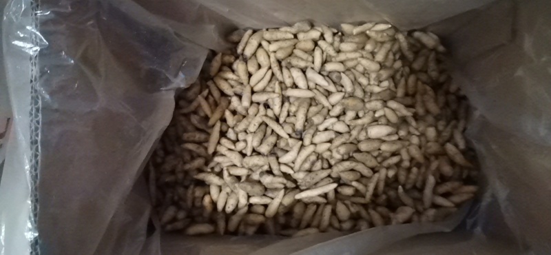出大量出售纯野生红天麻种子！