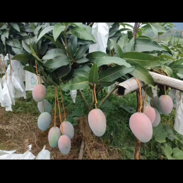 四川攀枝花一级凯特芒果，七月中旬到元旦上市。