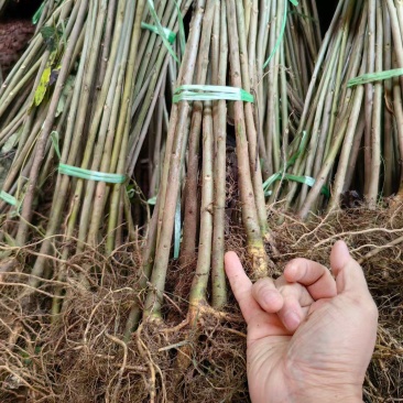 山桐子树苗用来榨油用的植物树苗大小规格都有