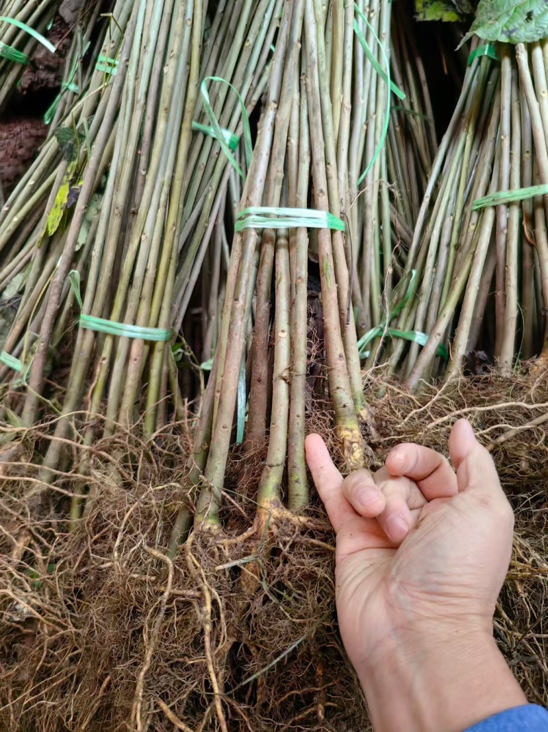 山桐子树苗用来榨油用的植物树苗大小规格都有