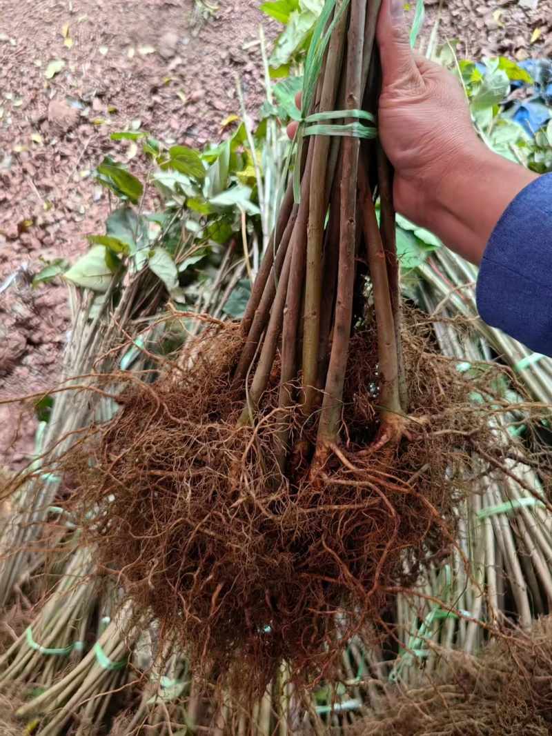 山桐子树苗用来榨油用的植物树苗大小规格都有
