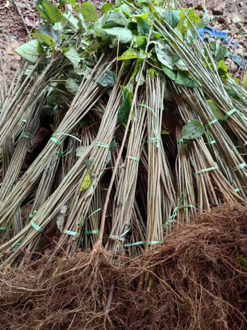 山桐子树苗用来榨油用的植物树苗大小规格都有