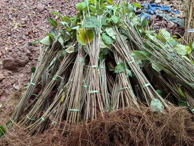 山桐子树苗用来榨油用的植物树苗大小规格都有