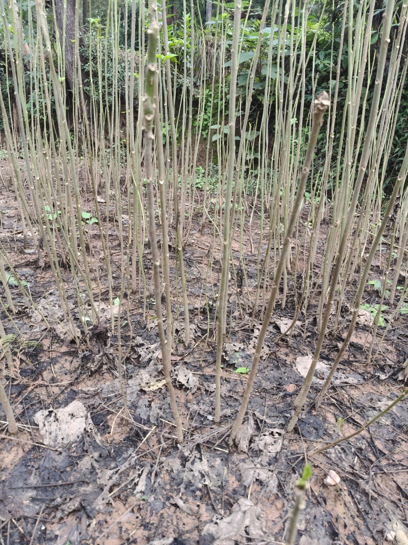 山桐子树苗用来榨油用的植物树苗大小规格都有