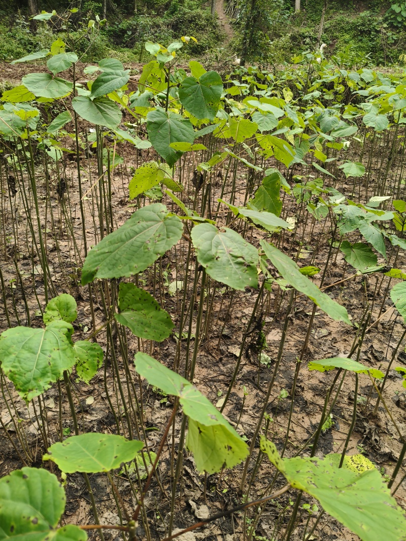 山桐子树苗用来榨油用的植物树苗大小规格都有