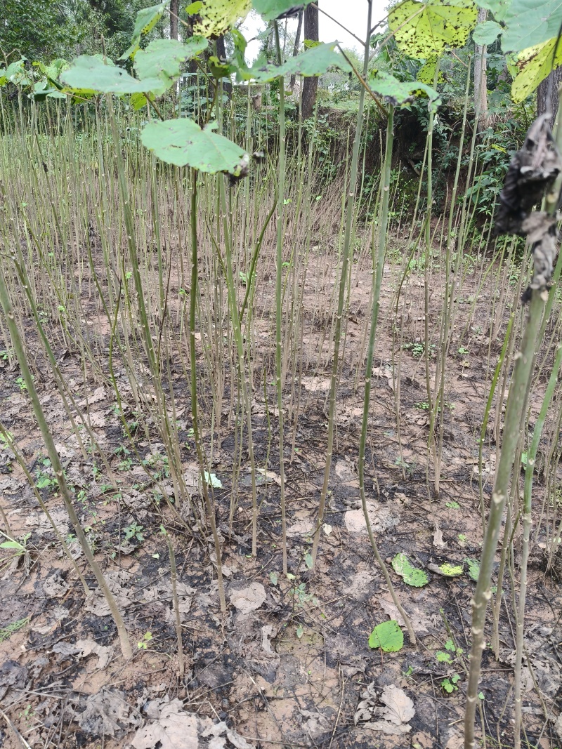 山桐子树苗用来榨油用的植物树苗大小规格都有