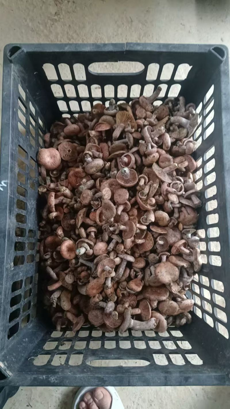 松树菌，