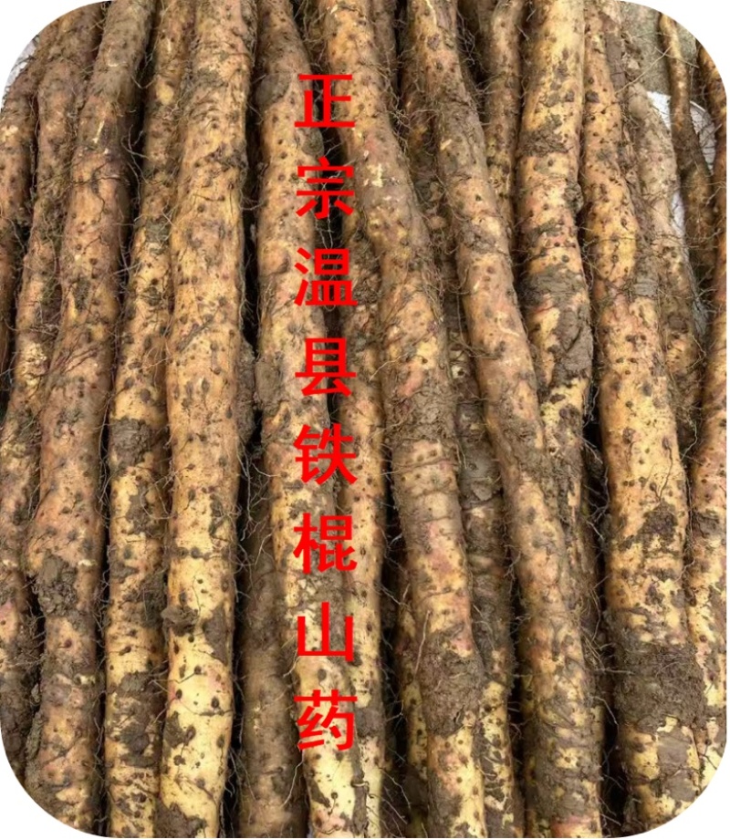 2025河南焦作温县纯垆土地铁棍山药需要的联系