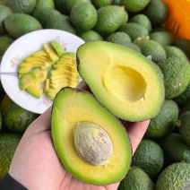 精品牛油果大量供应现摘现发品质保证来电洽谈价格可谈