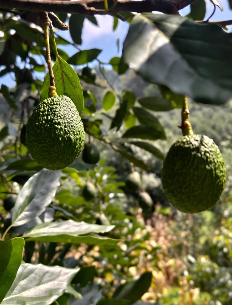精品牛油果大量供应现摘现发品质保证来电洽谈价格可谈