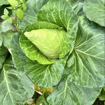 牛心甘蓝精品牛心菜，一手货源价格实惠量大优惠