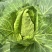 牛心甘蓝精品牛心菜，一手货源价格实惠量大优惠