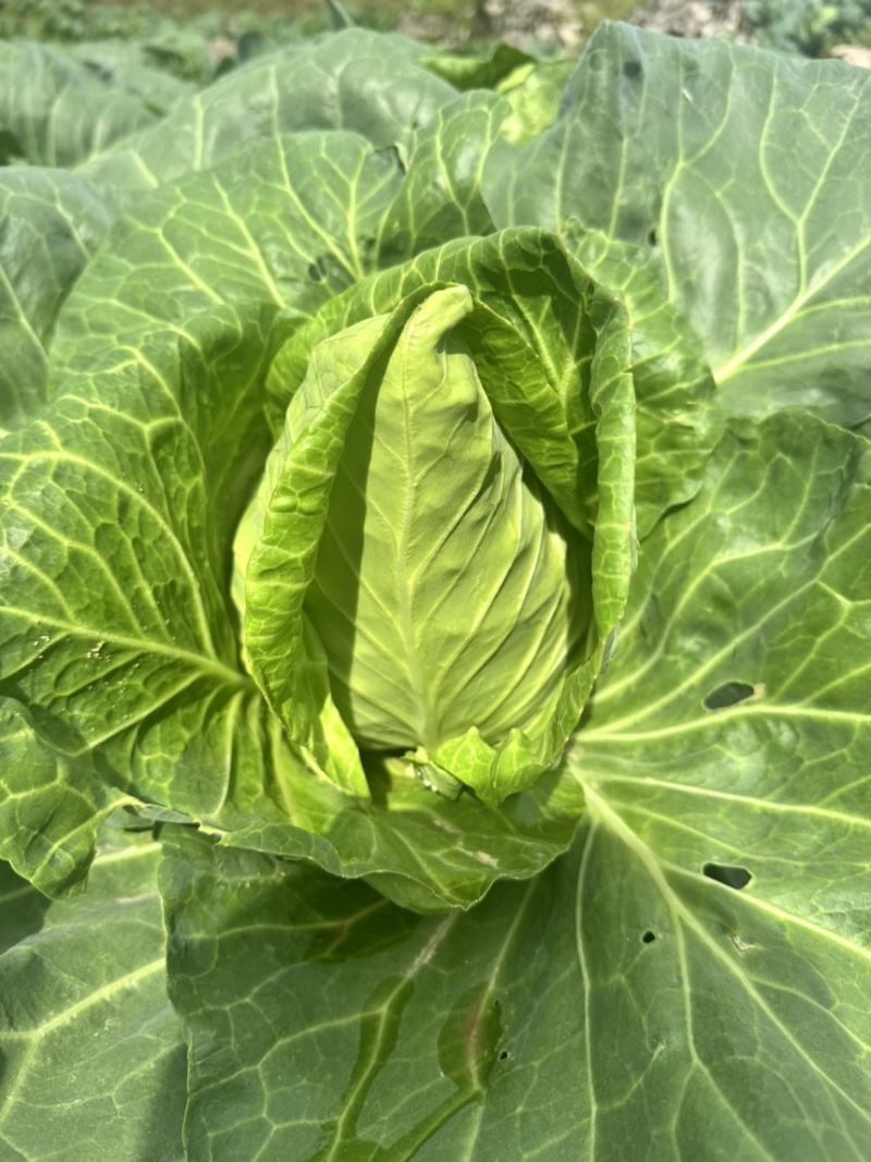 牛心甘蓝精品牛心菜，一手货源价格实惠量大优惠
