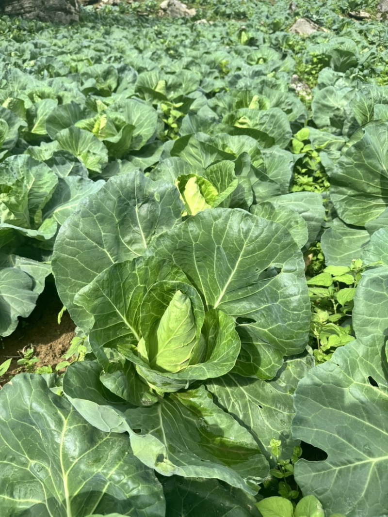 牛心甘蓝精品牛心菜，一手货源价格实惠量大优惠