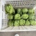 牛心甘蓝精品牛心菜，一手货源价格实惠量大优惠