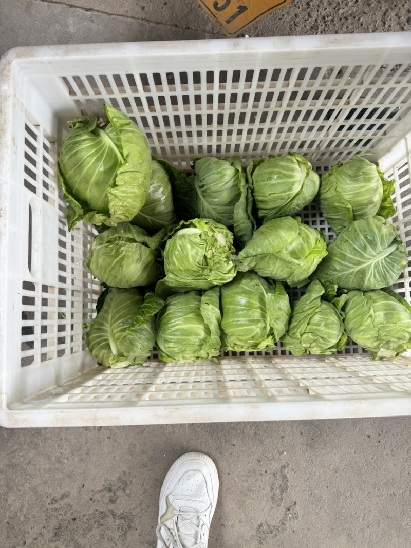 牛心甘蓝精品牛心菜，一手货源价格实惠量大优惠