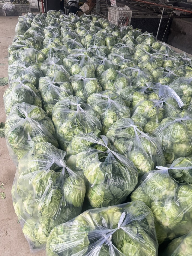 牛心甘蓝精品牛心菜，一手货源价格实惠量大优惠