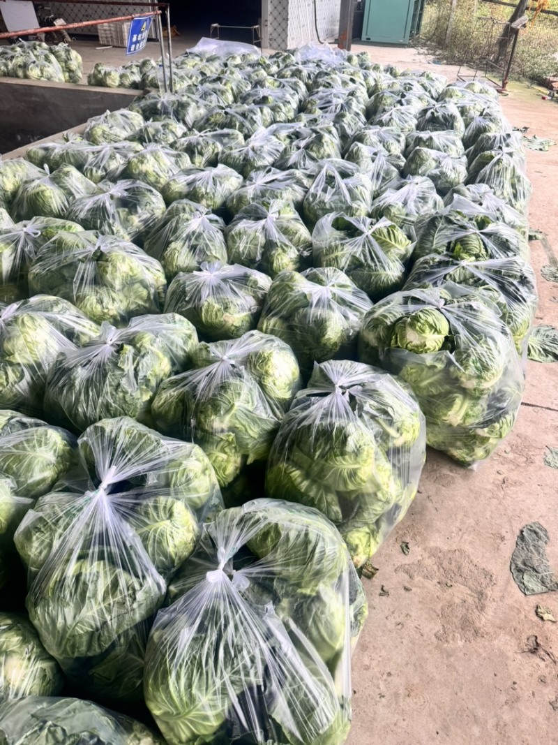 牛心甘蓝精品牛心菜，一手货源价格实惠量大优惠
