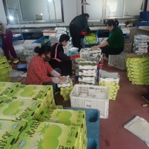 青甜小番茄青口蜜圣女果种植产地量大口感好诚信代收
