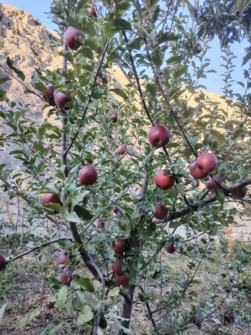 阿坝州小金县糖心红富士苹果