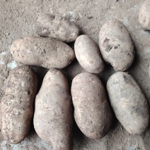 威宁v芋7号土豆贵州威宁土豆产地货源充足量大价优欢迎随时
