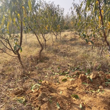 桃树