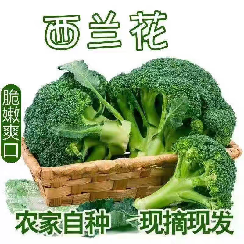 台绿三号西兰花产地看货论价保质保量欢迎订购