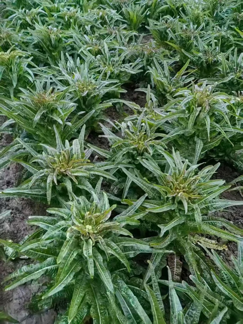湖北一手货源窝笋对接全国量大从优欢迎询价热卖中