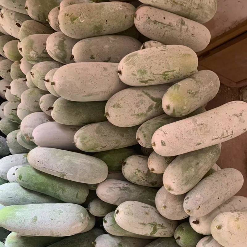 基地直发，米冬瓜，吊瓜，毛冬瓜