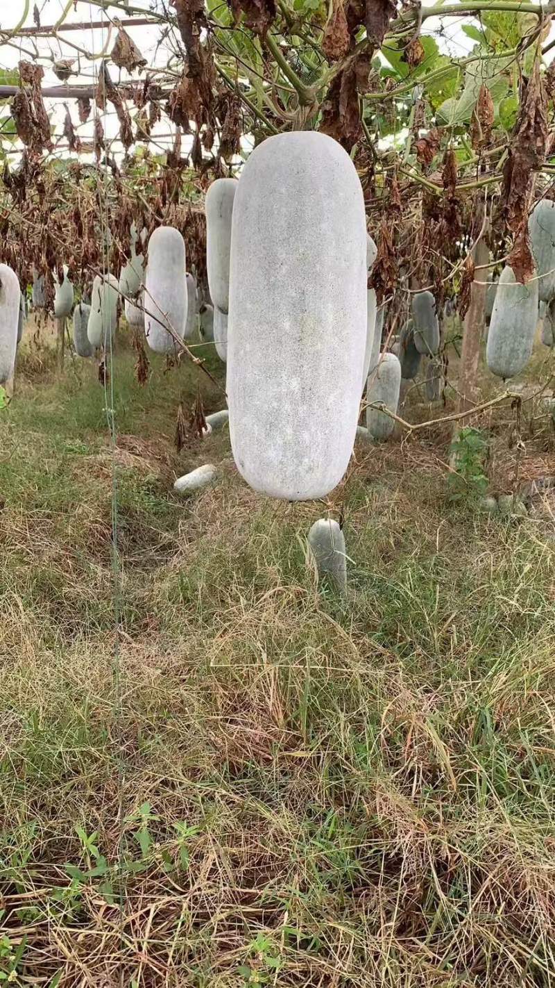 基地直发，米冬瓜，吊瓜，毛冬瓜