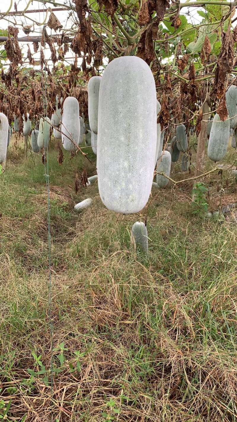 基地直发，米冬瓜，吊瓜，毛冬瓜