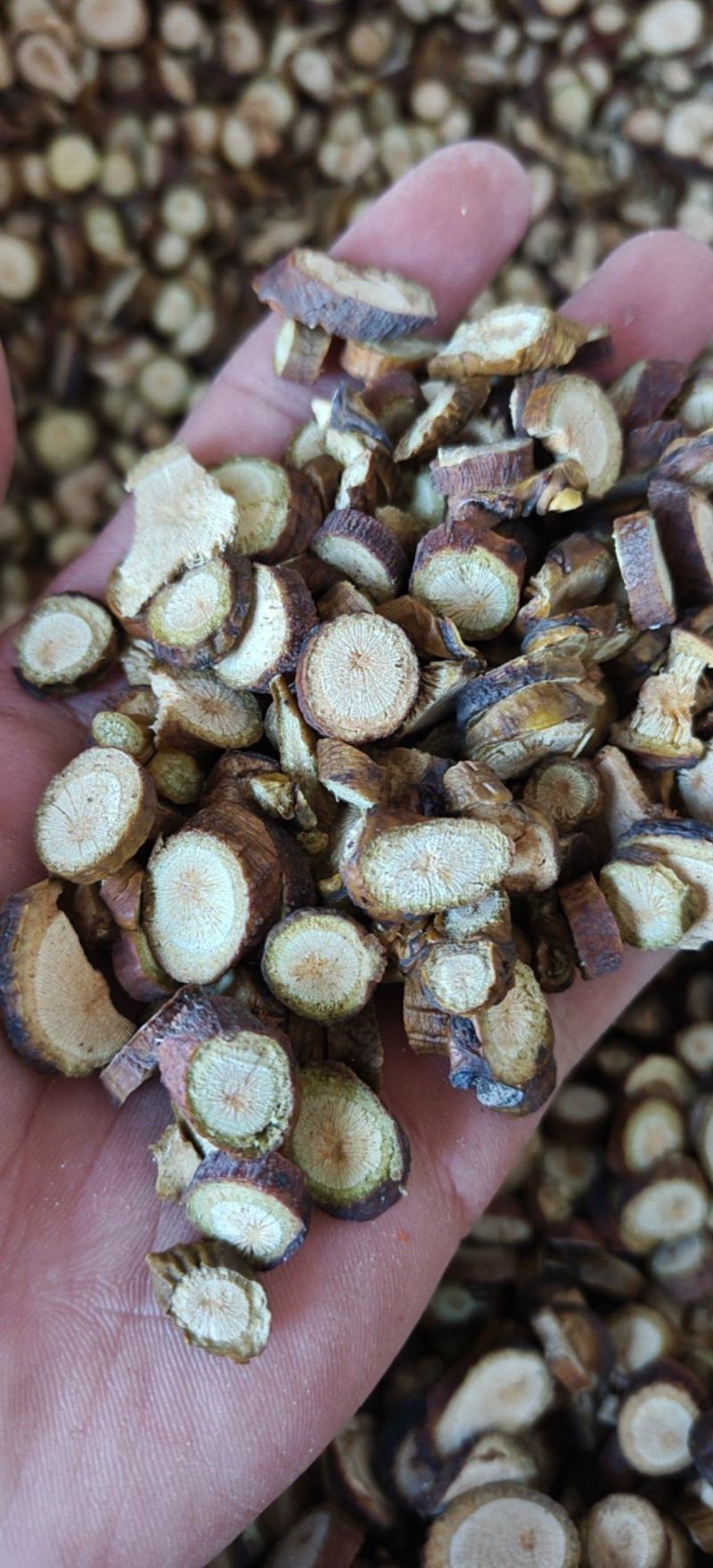 槲寄生，精选.08以上的新货关书药业批发中药材