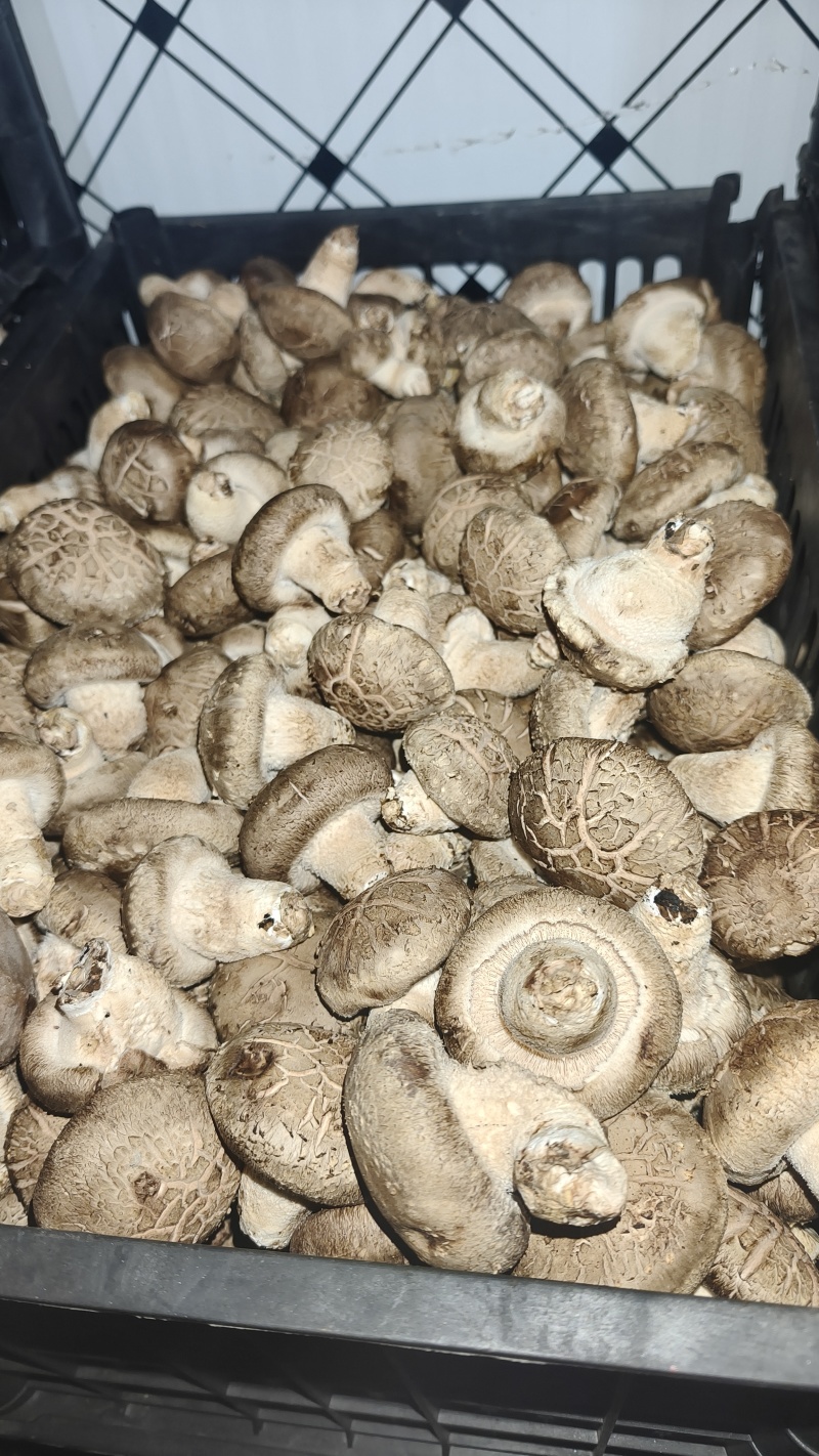 香菇