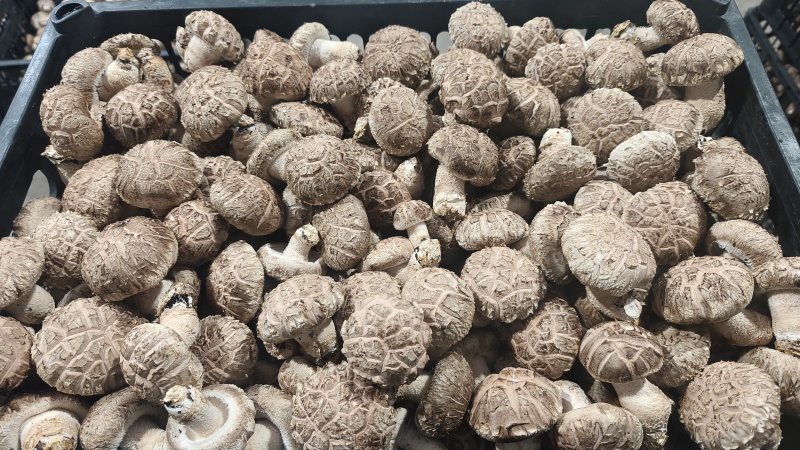 香菇