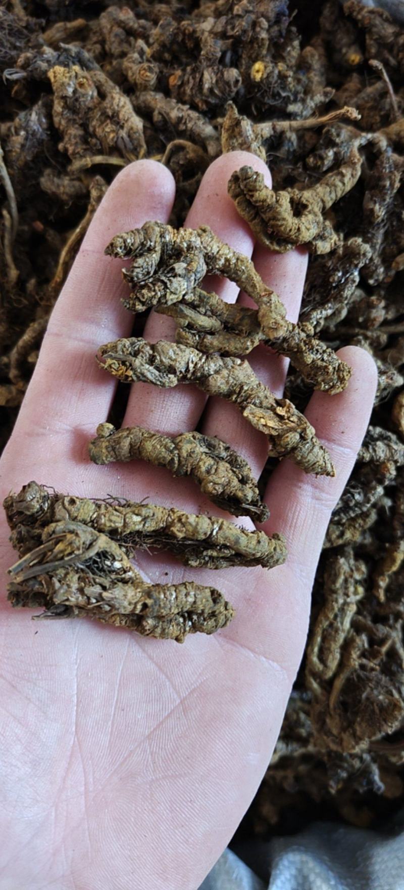 黄连选单只连新货黄茬关书药材批发各种规格中药