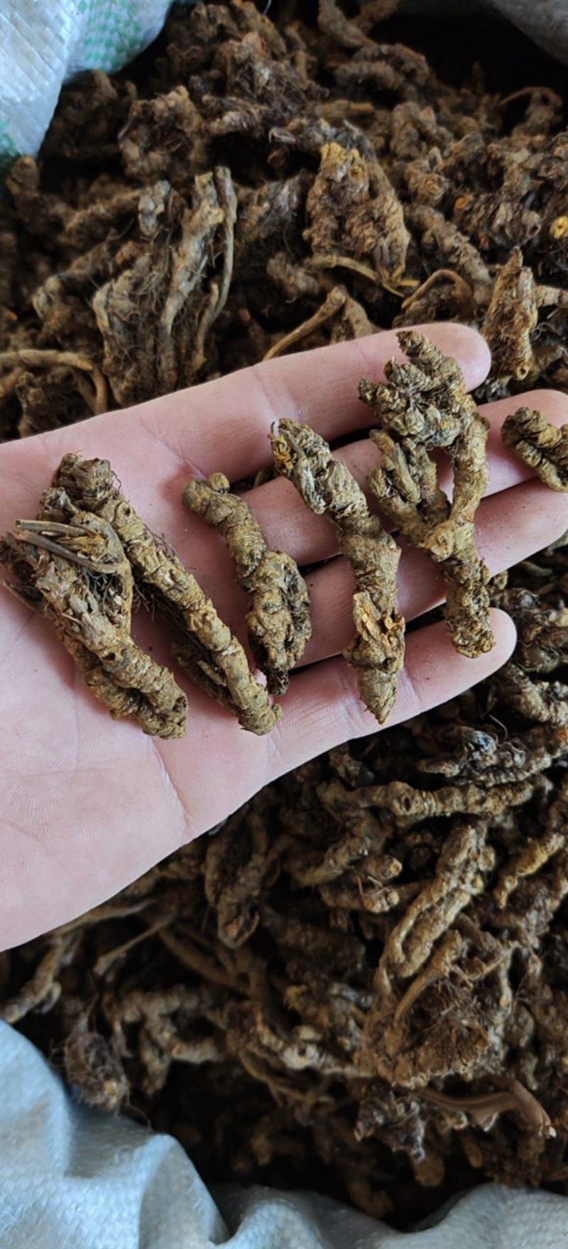 黄连选单只连新货黄茬关书药材批发各种规格中药