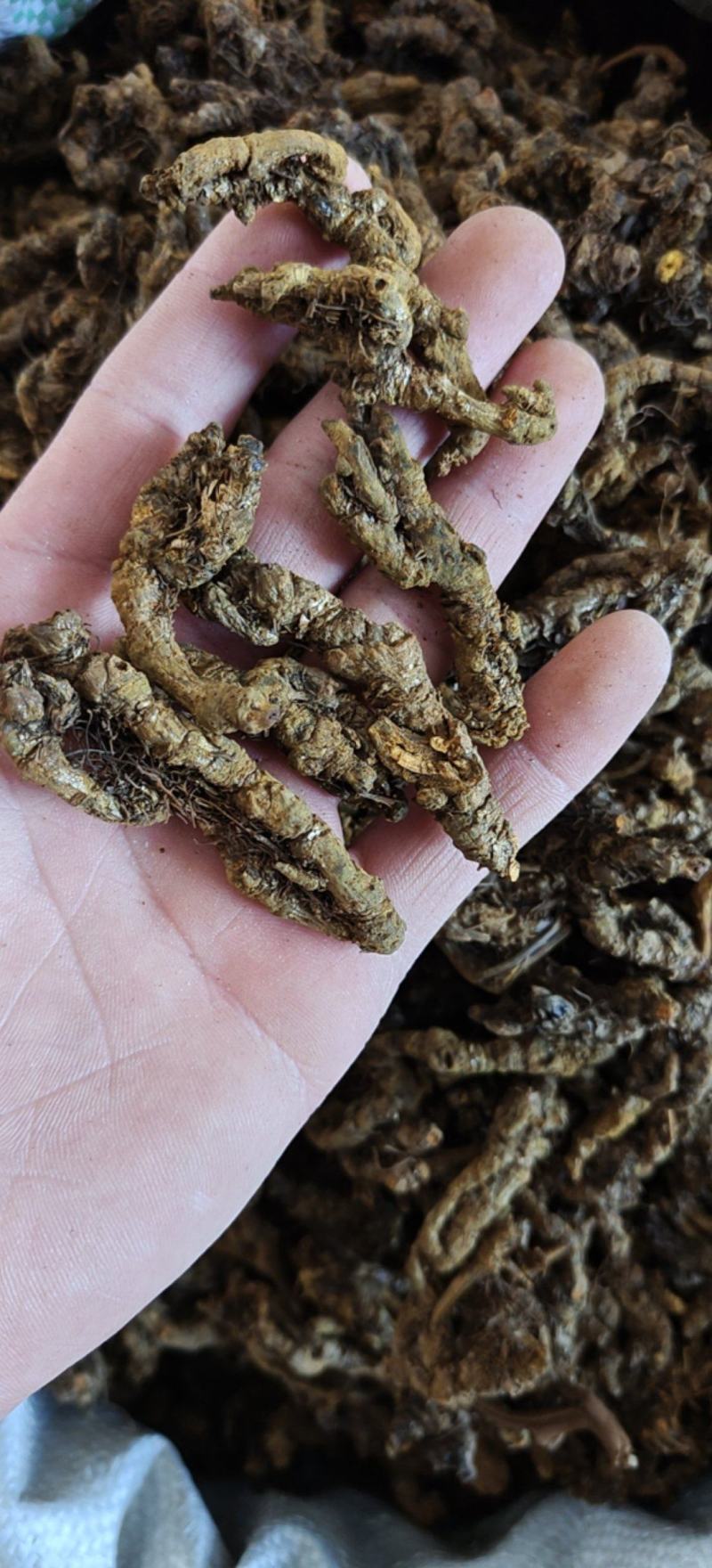 黄连选单只连新货黄茬关书药材批发各种规格中药