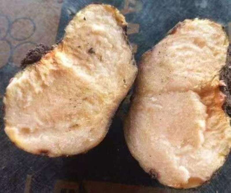 蛀牙黄花魔芋大量有货实力老板来谈