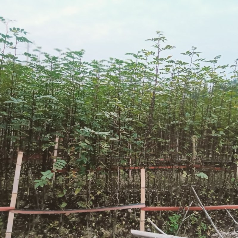 花椒苗